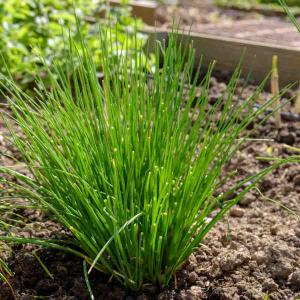 Ciboulette Très Fine Danoise - BIO